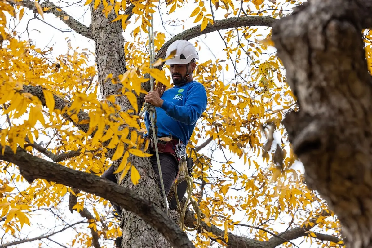 Skilled Tree Planing crew working in Luray